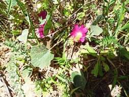 Image of Alcea acaulis (Cav.) Alef.