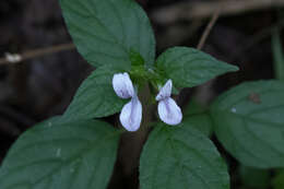 صورة Hypoestes triflora (Forssk.) Roem. & Schult.