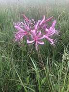 Image of Nerine angustifolia (Baker) W. Watson