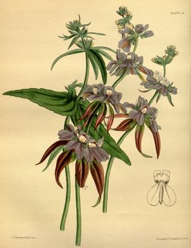 Image of San Francisco blue eyed Mary