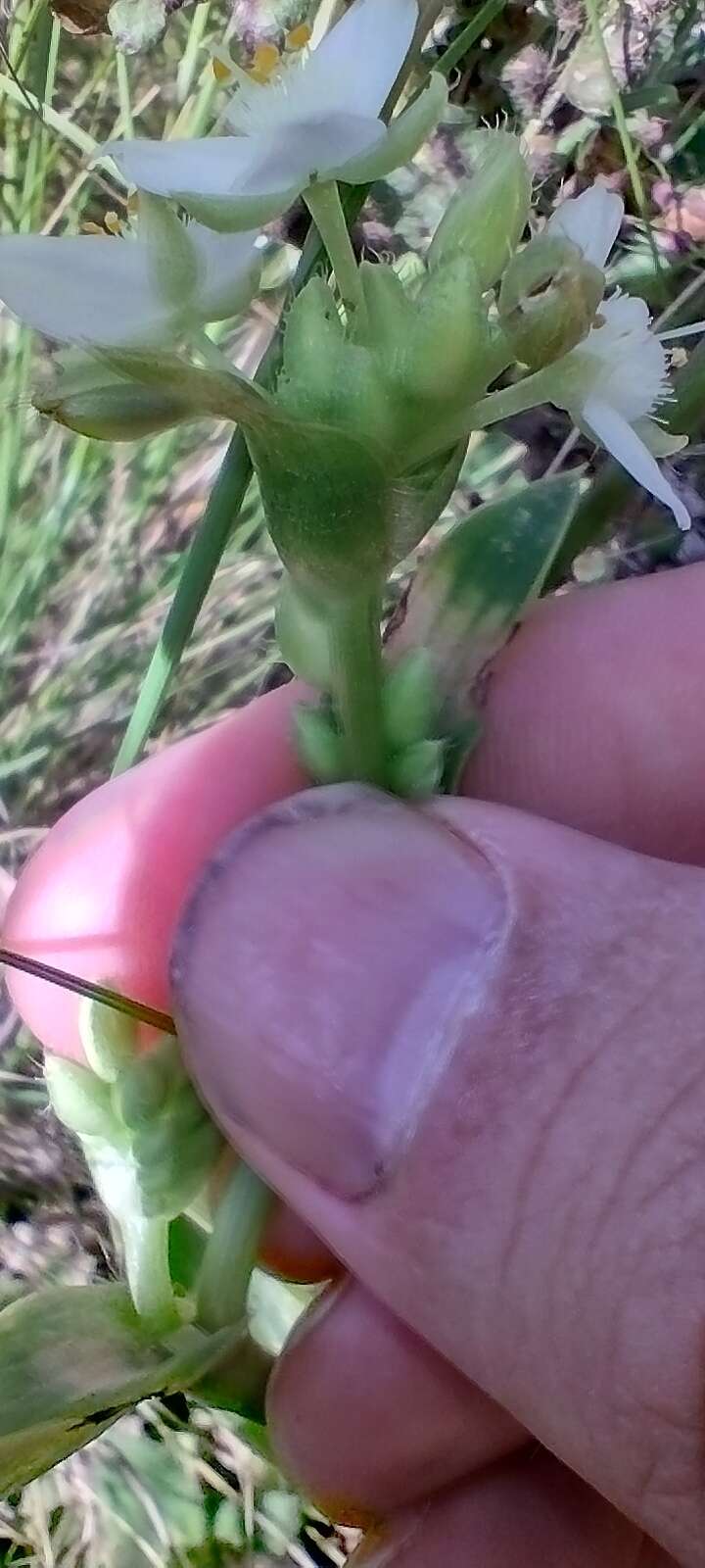 厚葉水竹草的圖片