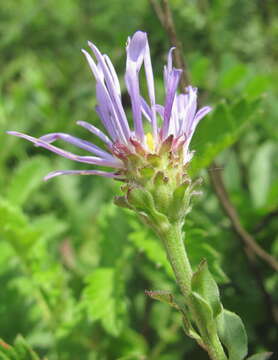 Image of Aster amellus subsp. bessarabicus (Rchb.) Soó