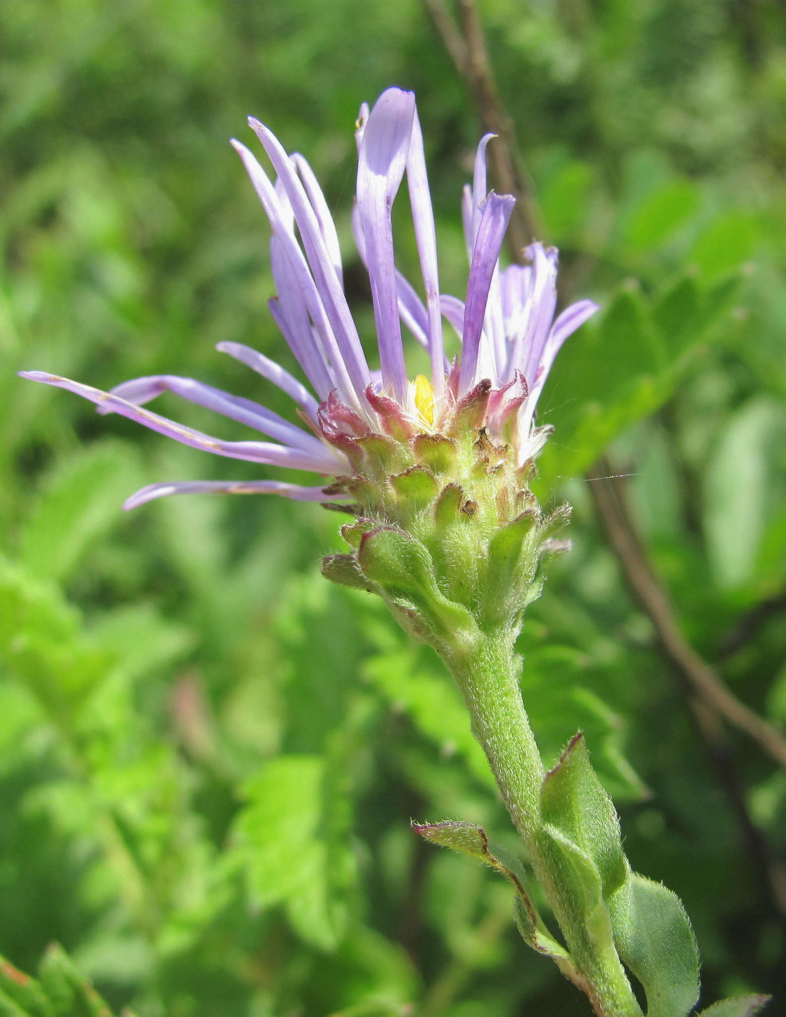 Plancia ëd Aster amellus subsp. bessarabicus (Rchb.) Soó