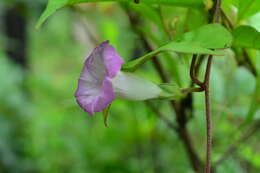 Image of Argyreia confusa (Prain) Raiz.