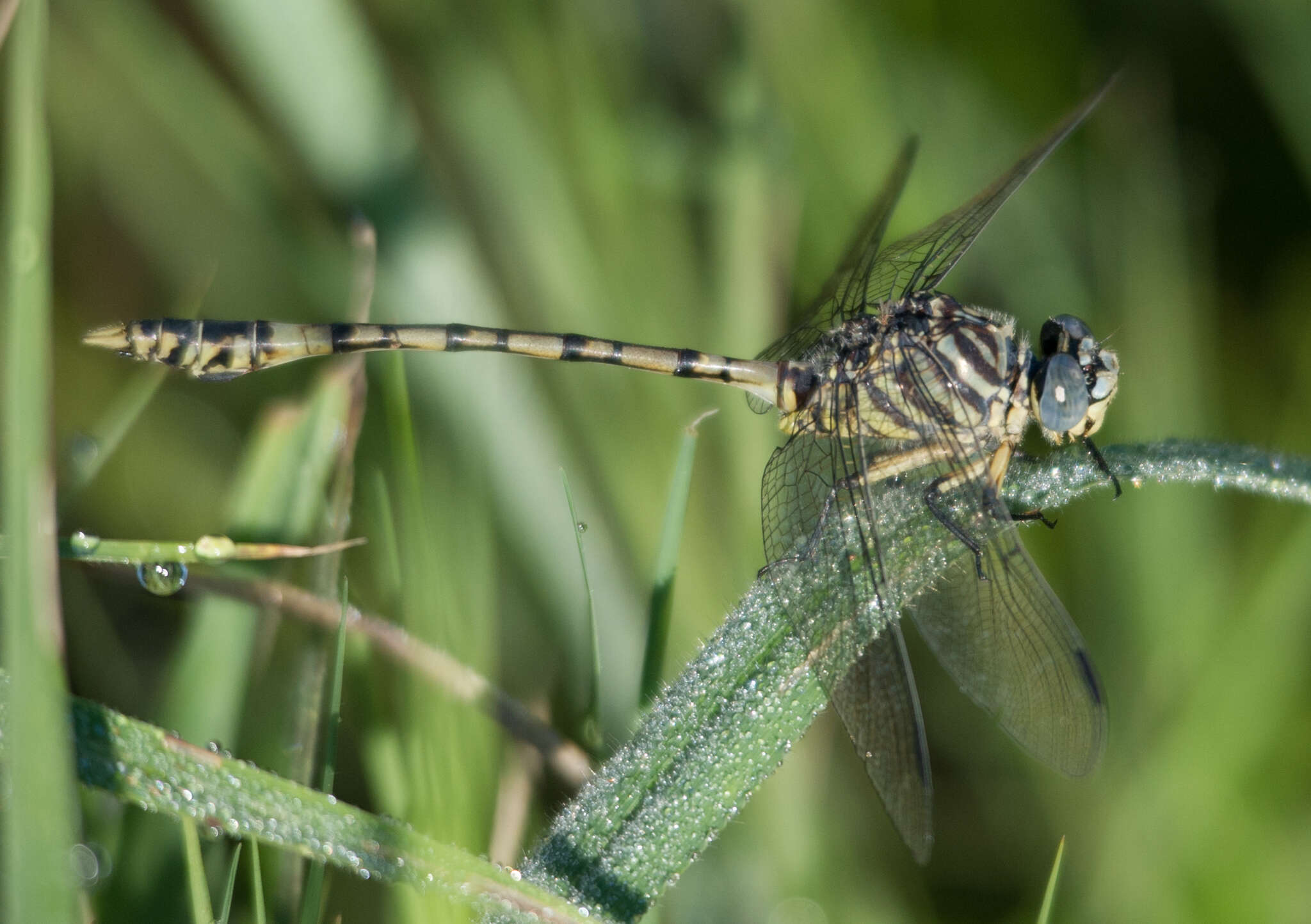 صورة Ictinogomphus dundoensis Pinhey 1961