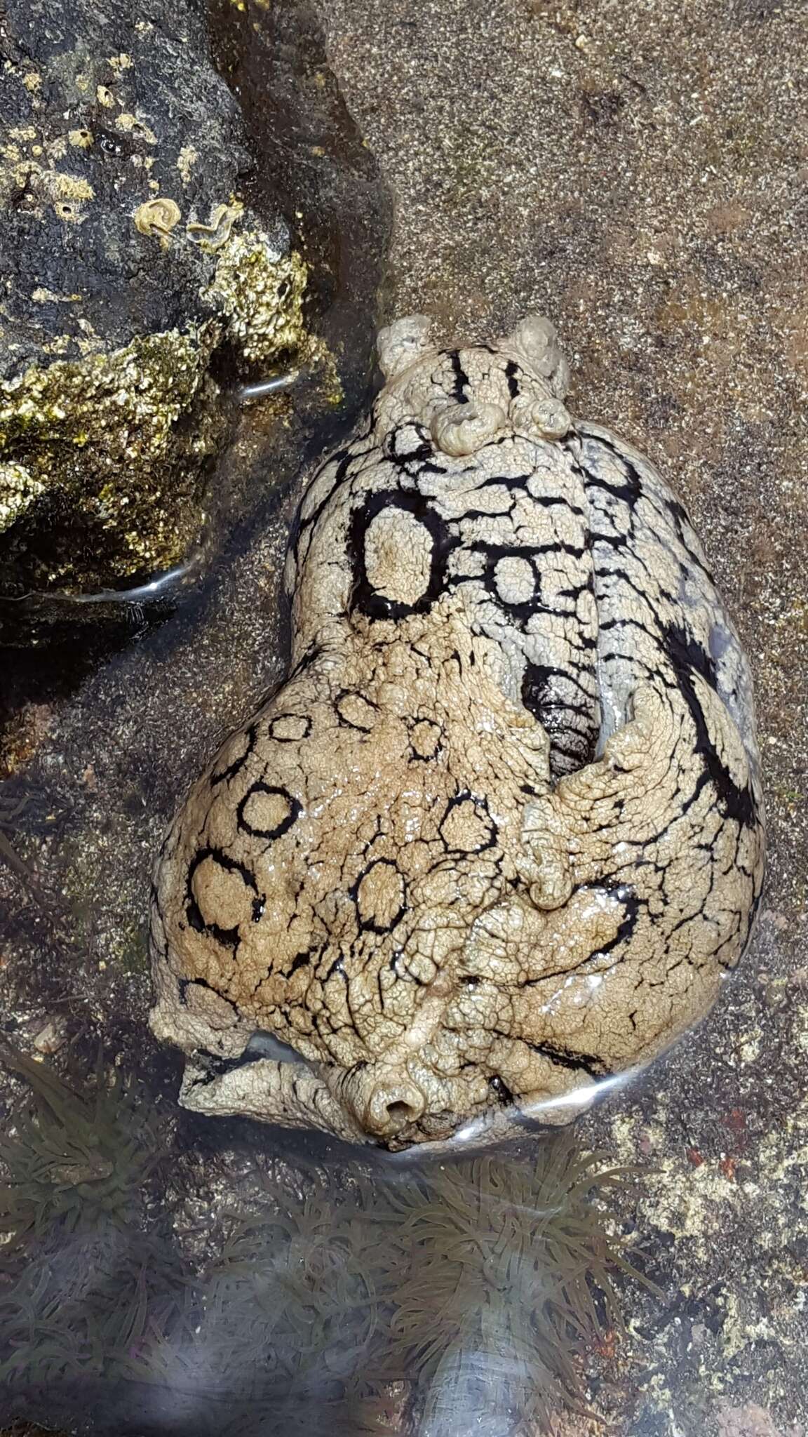 Image of Black-tailed sea hare