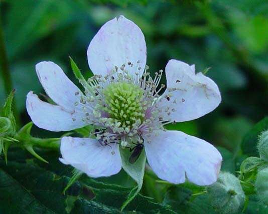 Image of Rubus nemoralis P. J. Müll.