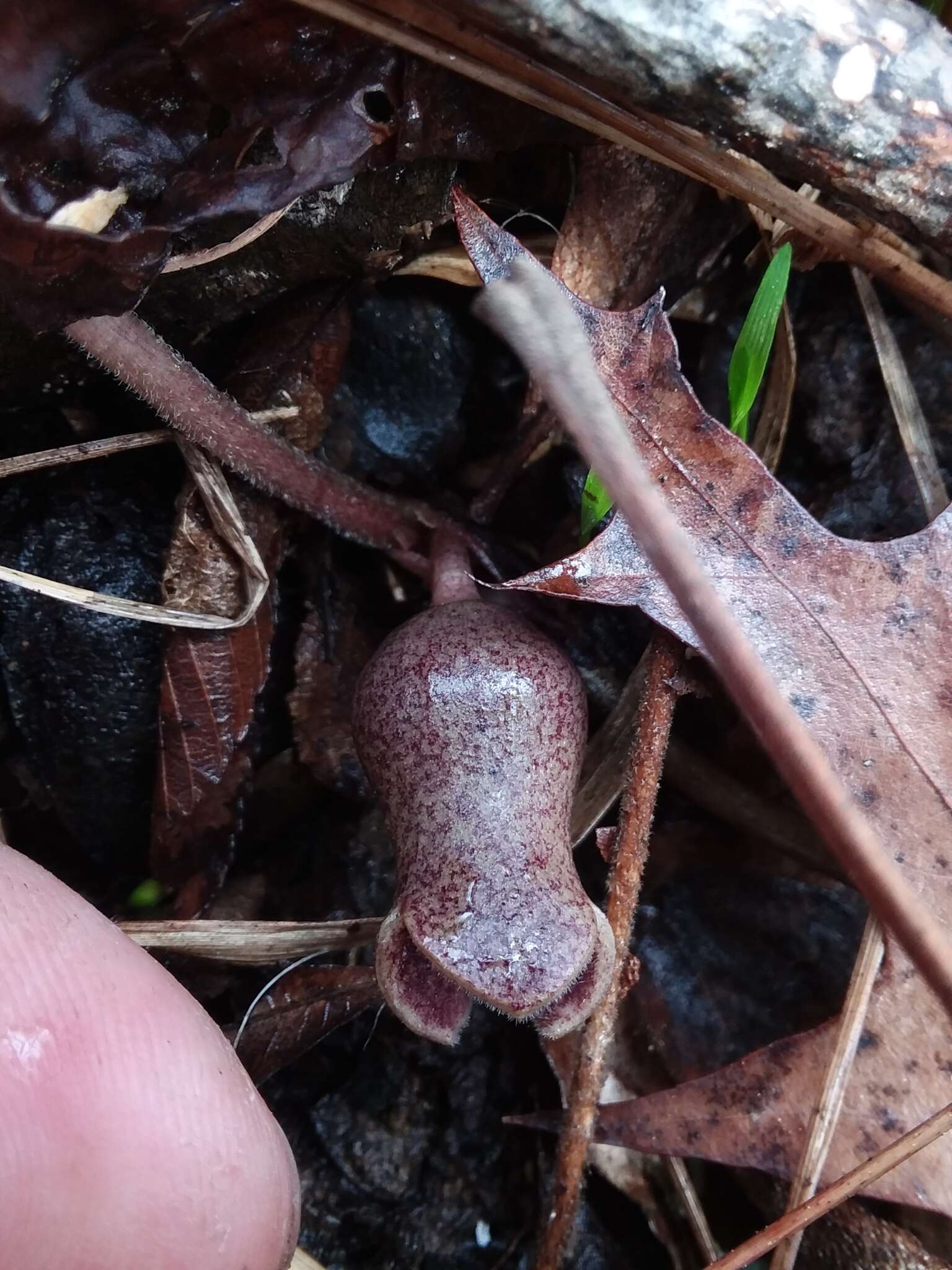 Image de Hexastylis arifolia var. callifolia (Small) H. L. Blomq.