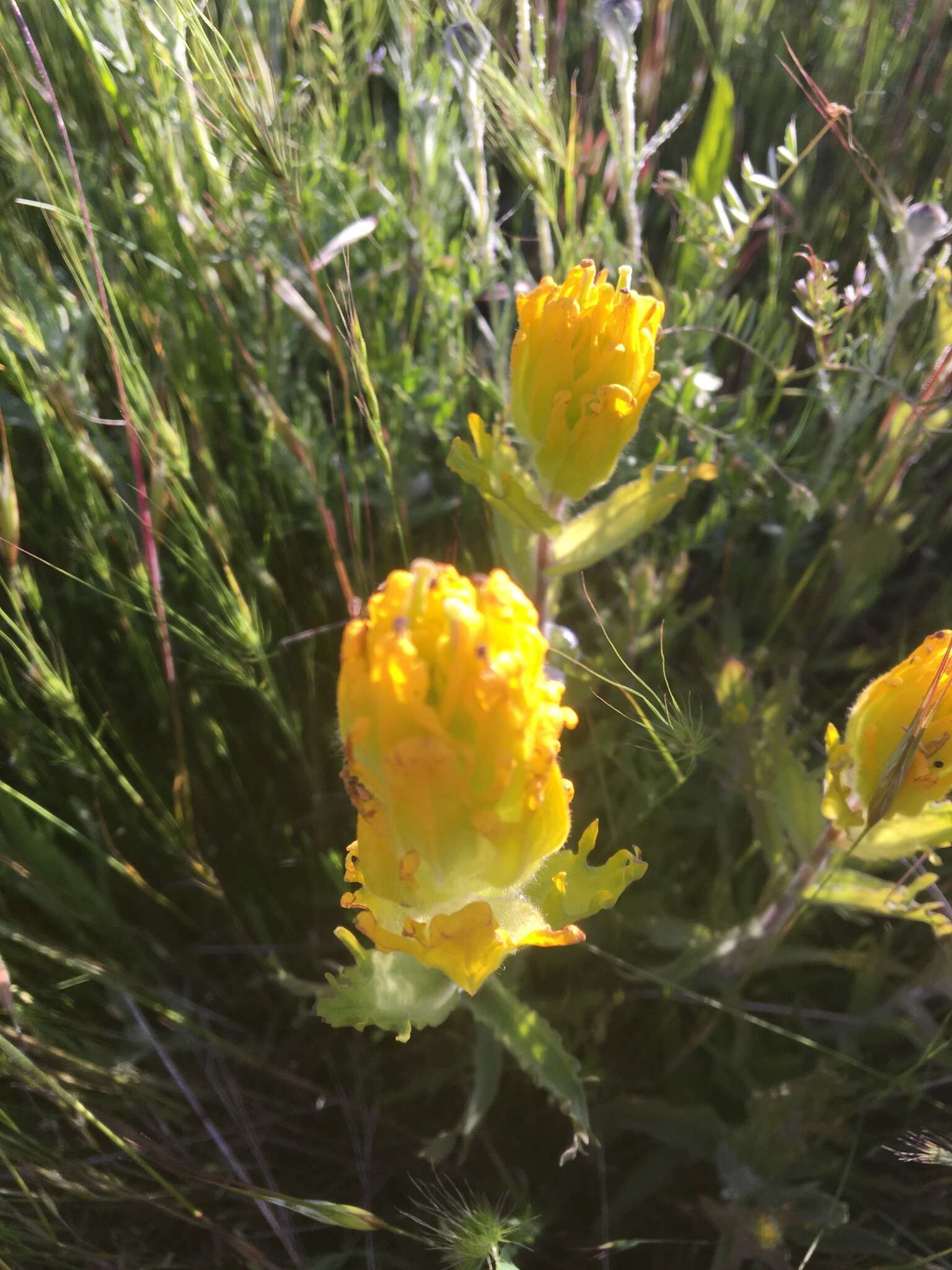 Image of golden Indian paintbrush