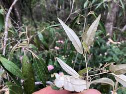 Imagem de Croton stigmatosus F. Muell.