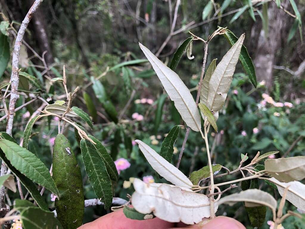 Sivun Croton stigmatosus F. Muell. kuva