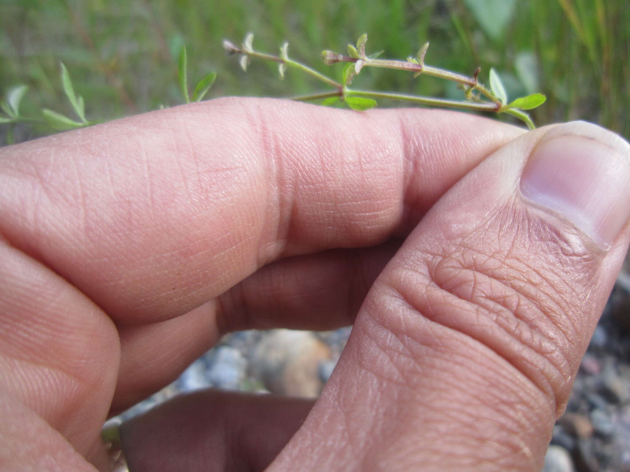 Image of Peronospora galii