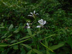 Image of toothed spiderflower