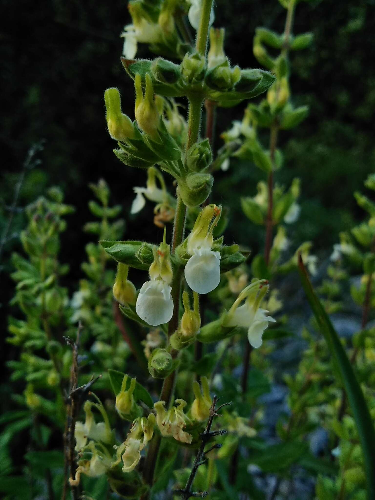 Sivun Teucrium flavum L. kuva