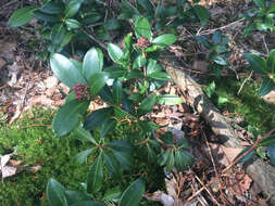 Image of Skimmia