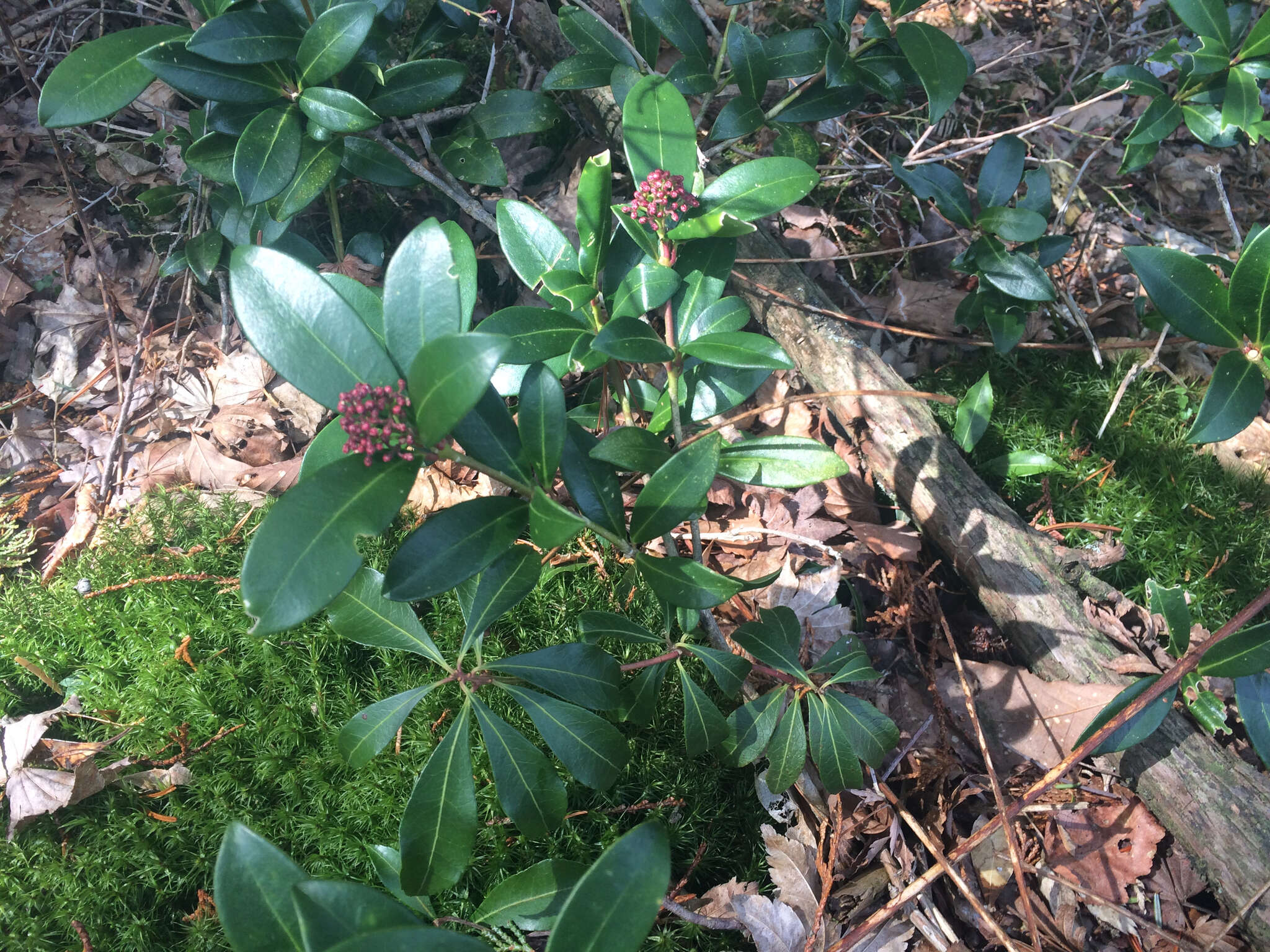 Image of Skimmia