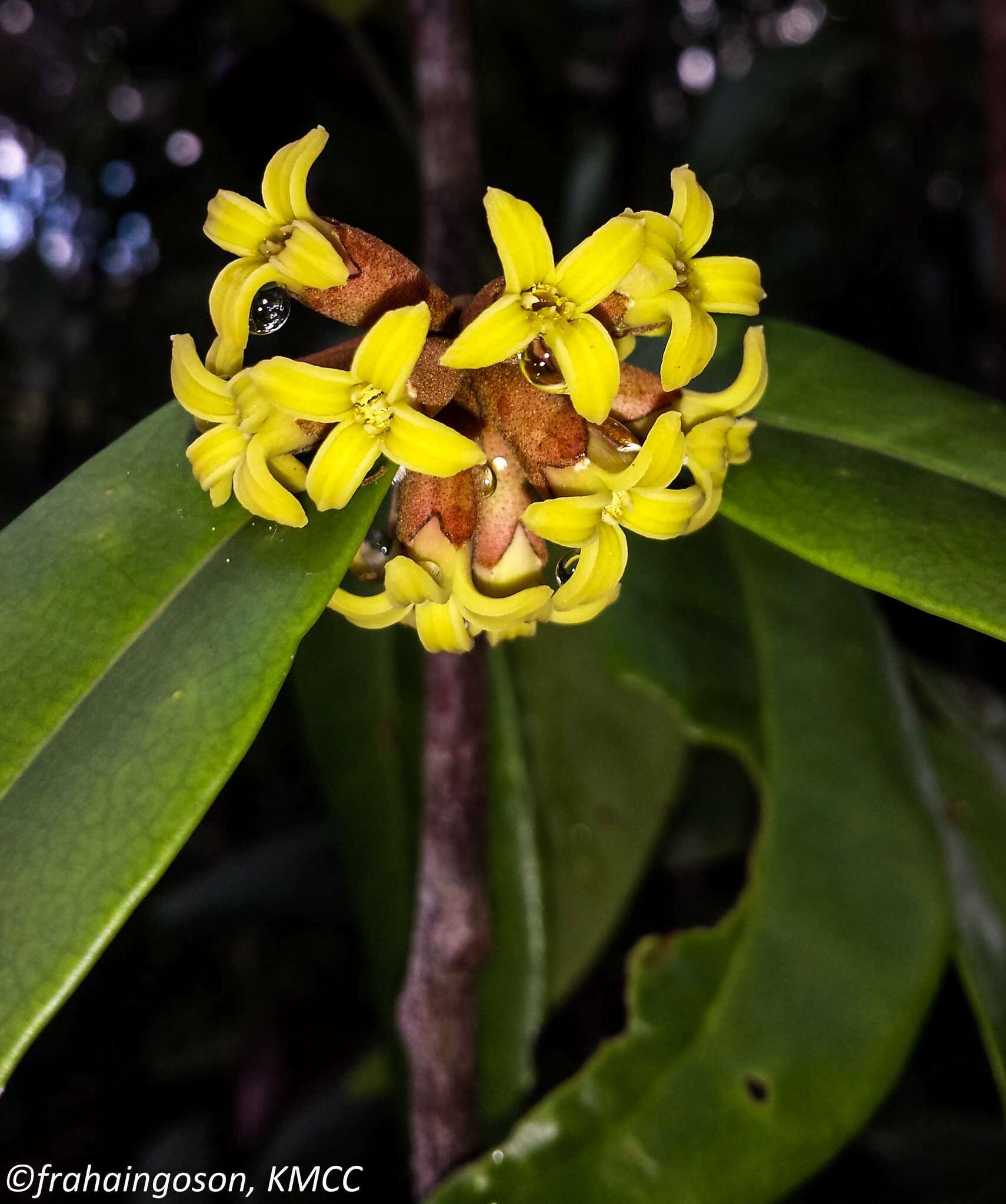 Image of Dicoryphe stipulacea Jaume St.-Hil.