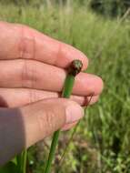 Image of irisleaf yelloweyed grass