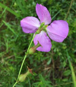 Imagem de Rhexia cubensis Griseb.