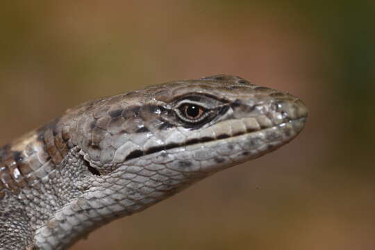 Image of Panamint Alligator Lizard