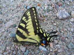 Image de Papillon tigré du Canada