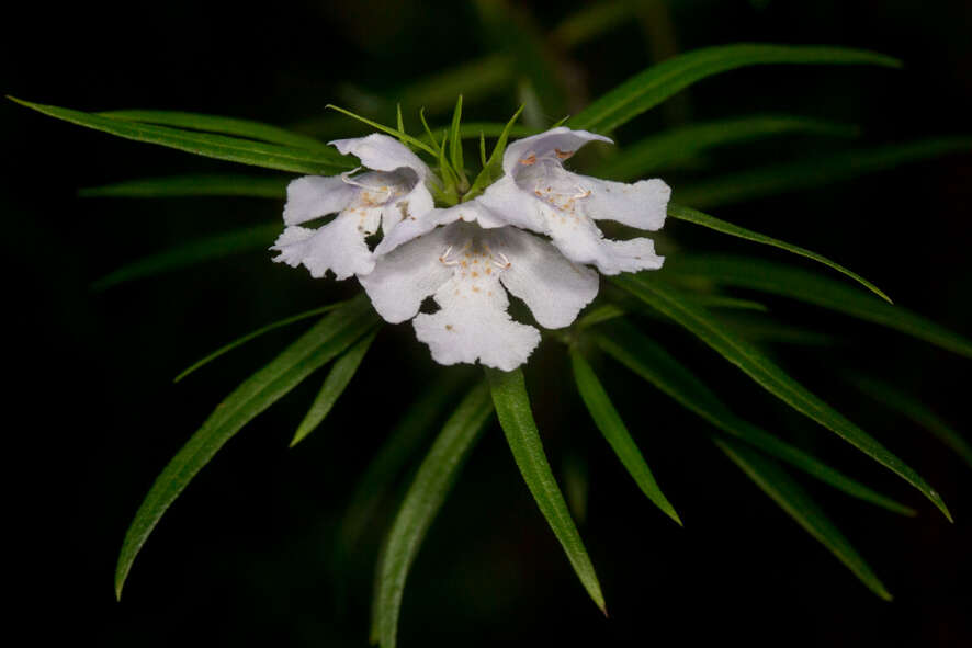 Image of Westringia blakeana B. Boivin