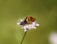 Image of lulworth skipper