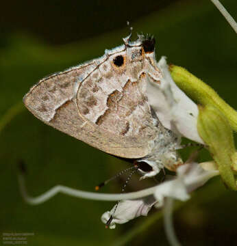 Image of Lacey's Scrub-Hairstreak