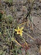 Imagem de Zephyranthes gilliesiana