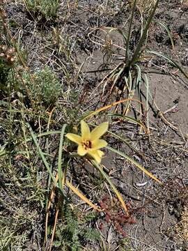 Image of Zephyranthes gilliesiana