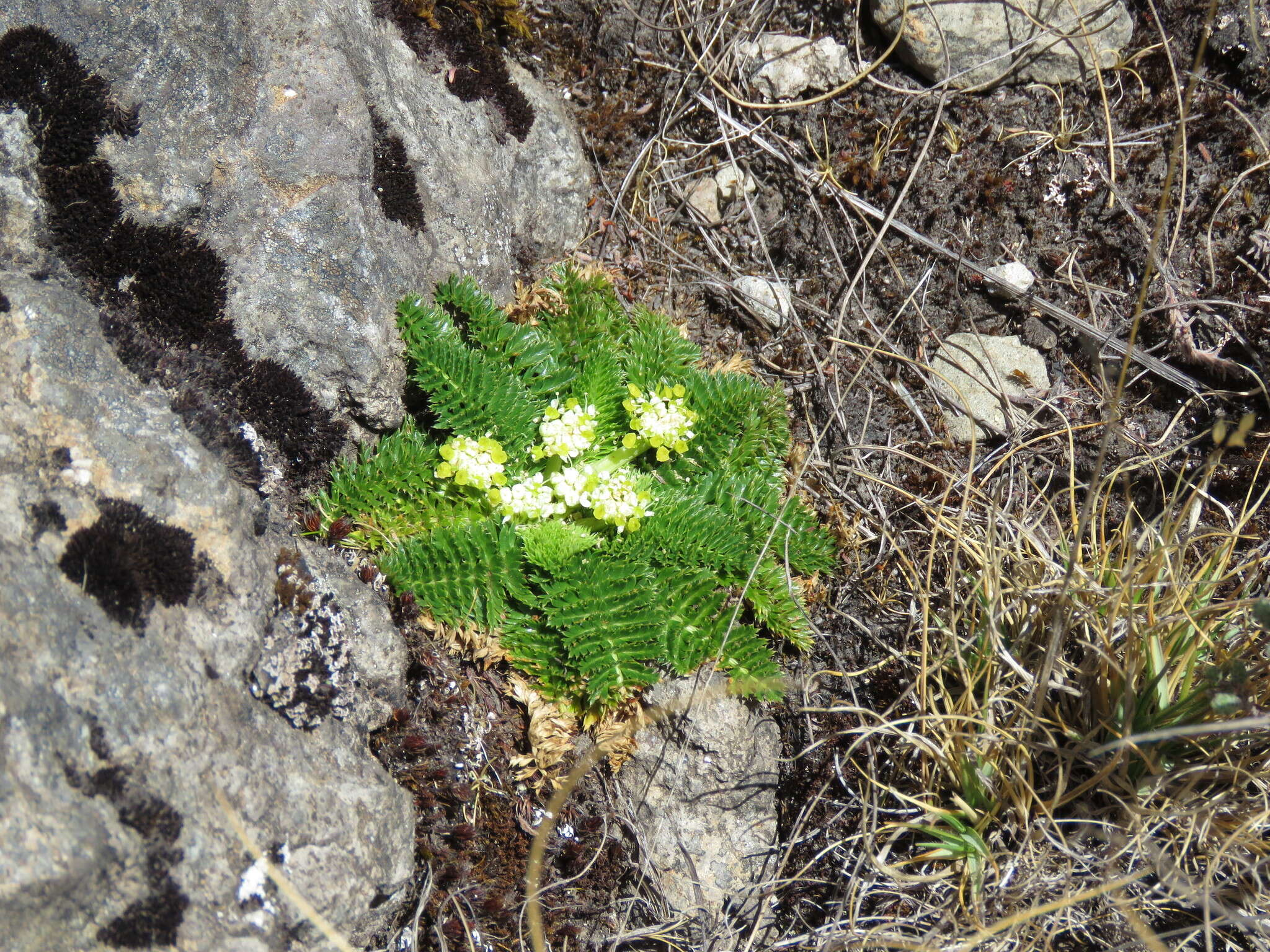 Imagem de Haplosciadium abyssinicum Hochst.