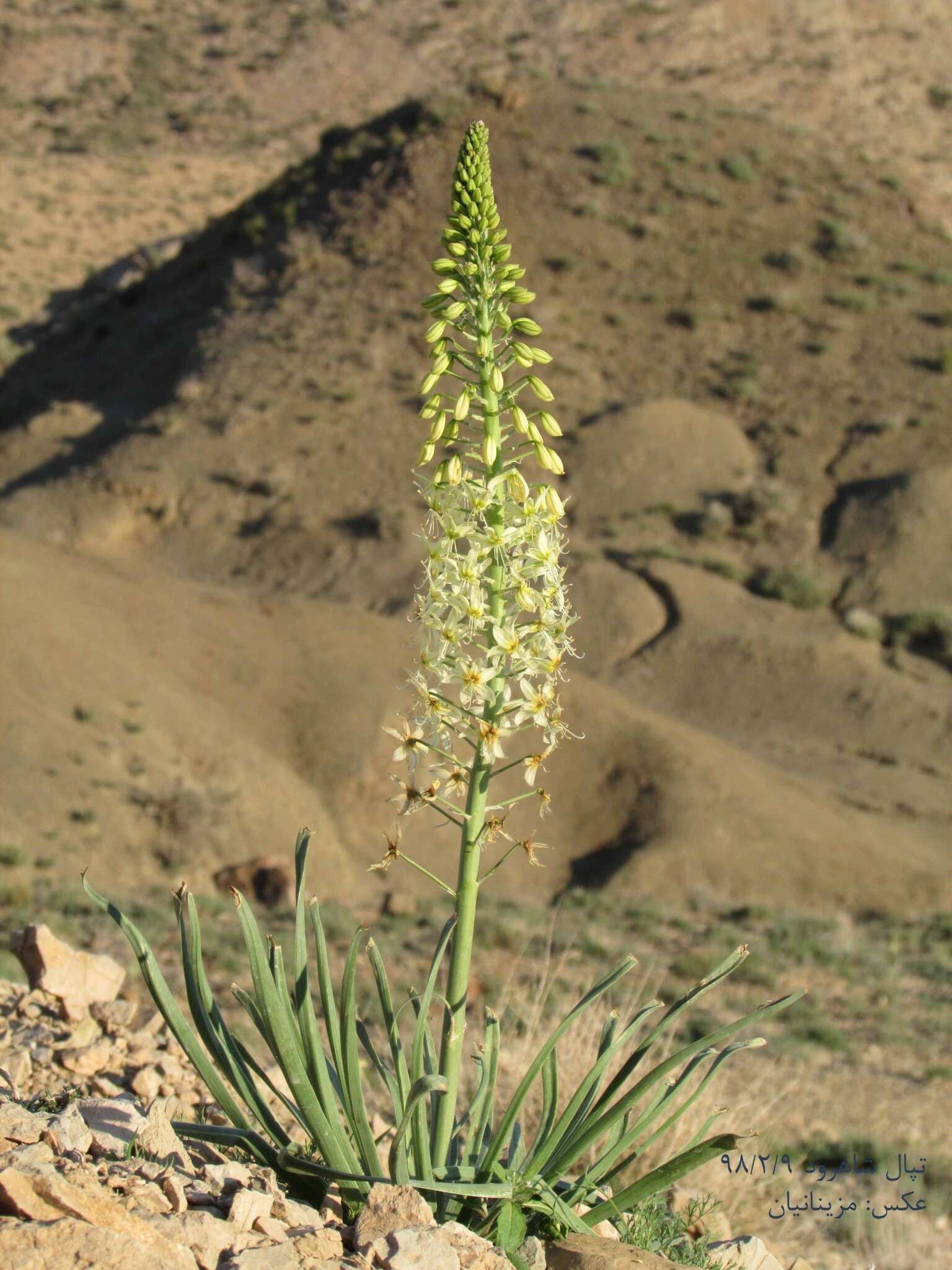 Image of Eremurus luteus Baker