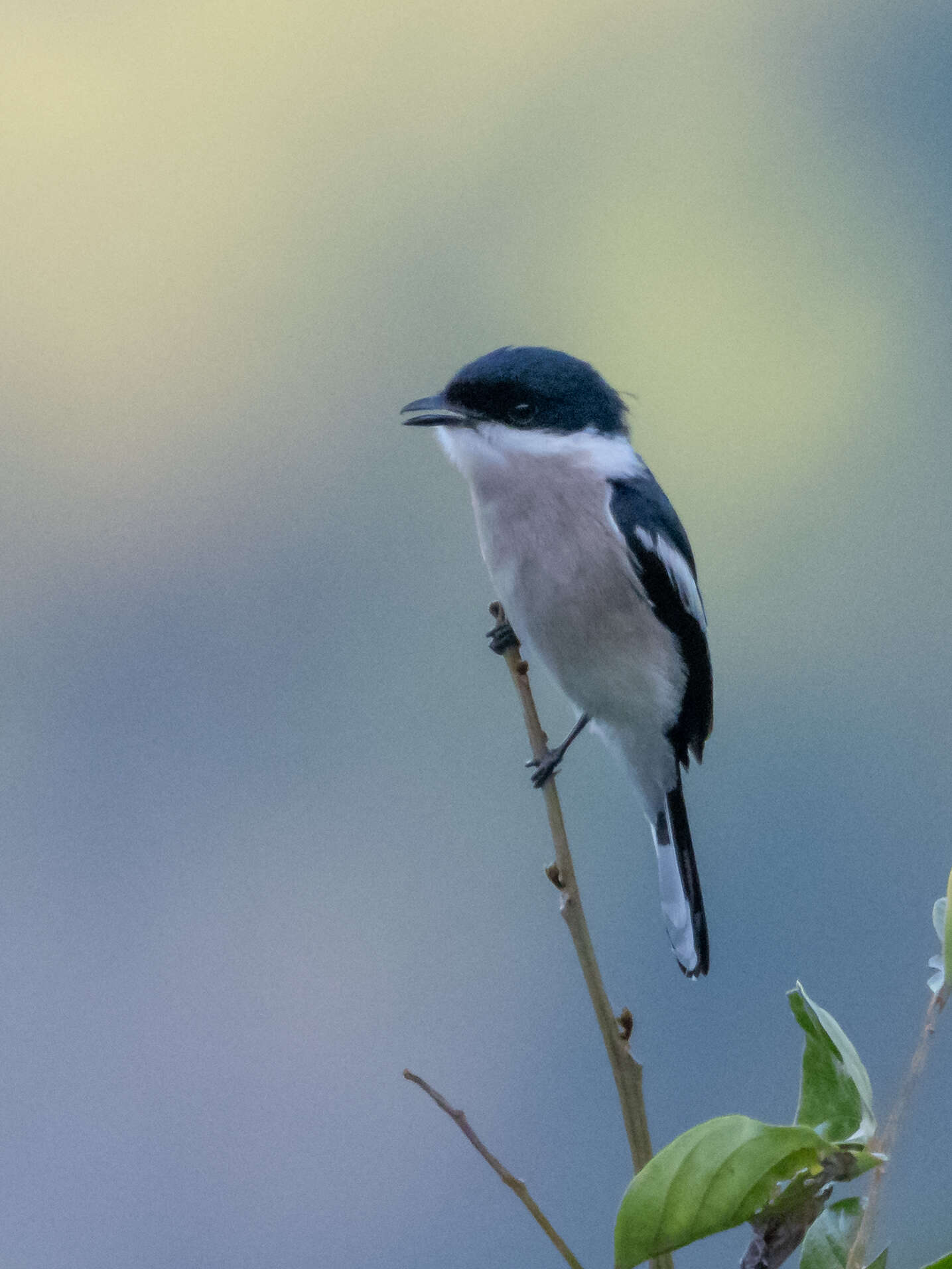 Image of Flycatcher-shrike