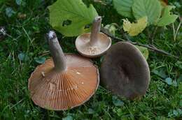 Image of Lactarius pyrogalus (Bull.) Fr. 1838