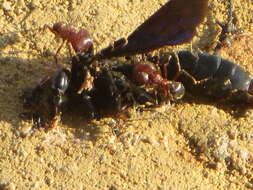 Image of Pheidole akermani Arnold 1920