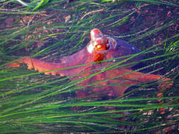 Image of East Pacific red octopus