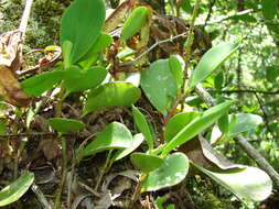 Peperomia obtusifolia (L.) A. Dietr. resmi