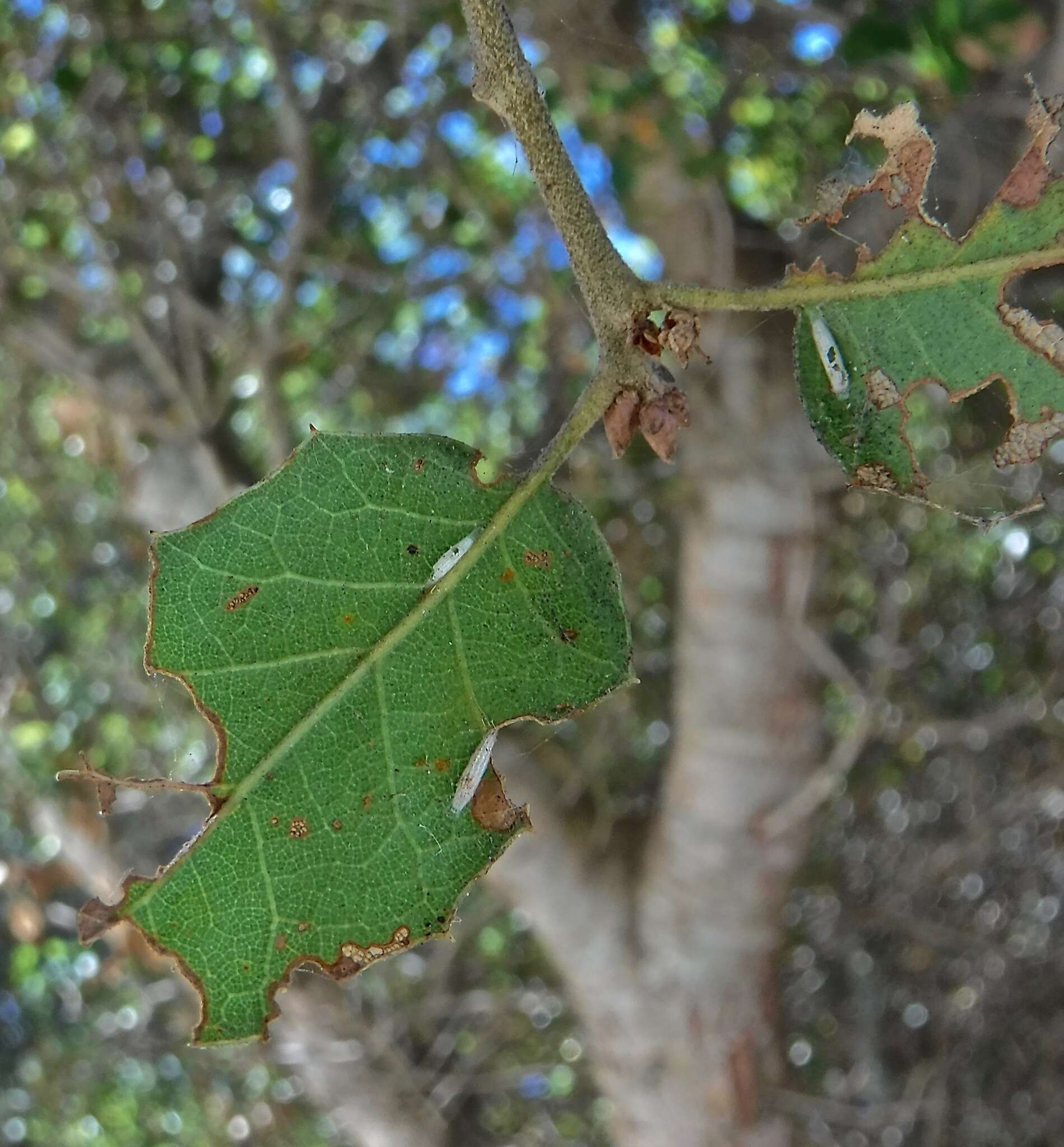 Image of Oak-ribbed Skeletonizer