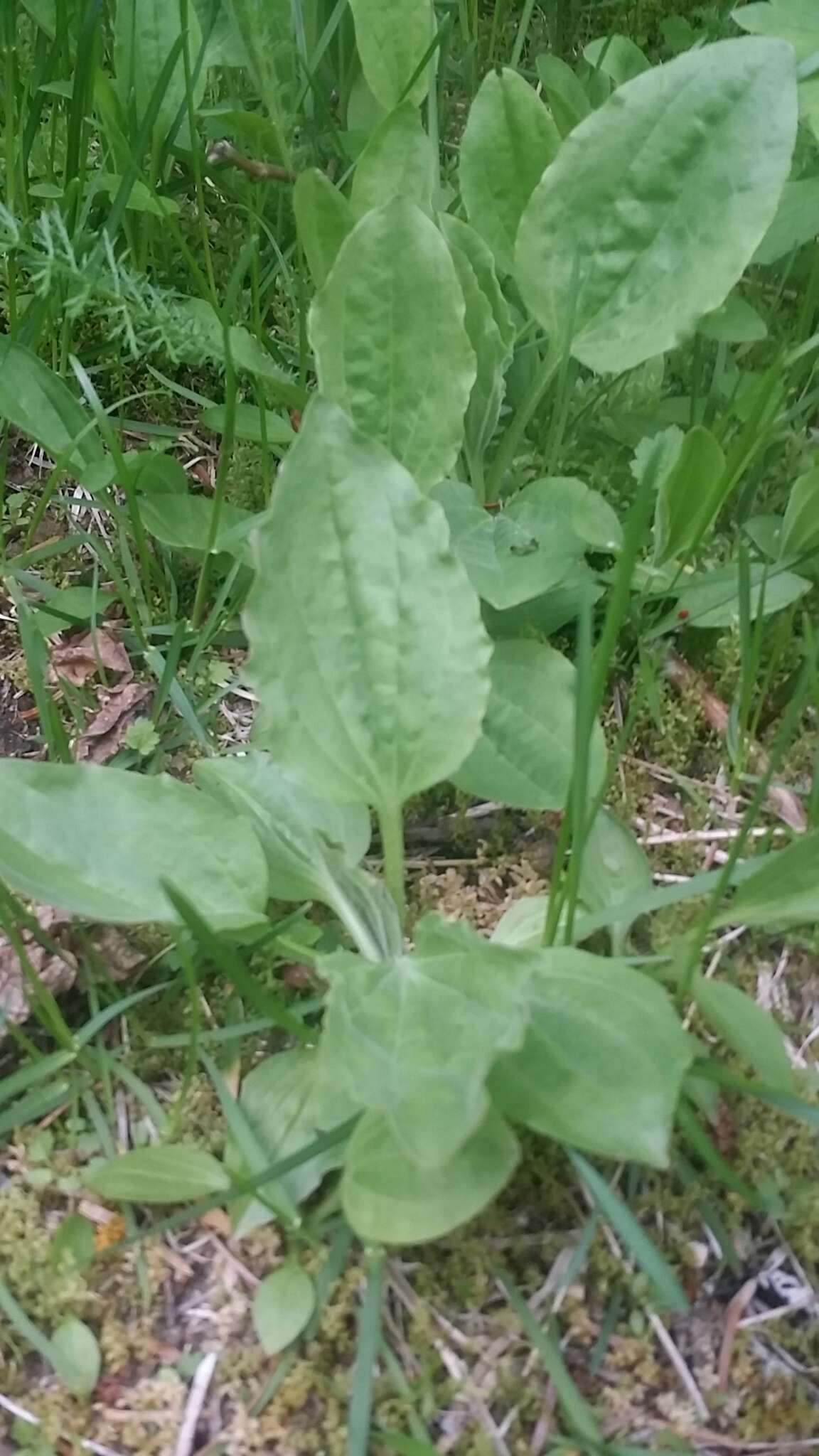 Plancia ëd Plantago maior