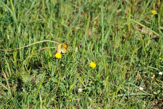 Image of clouded yellow