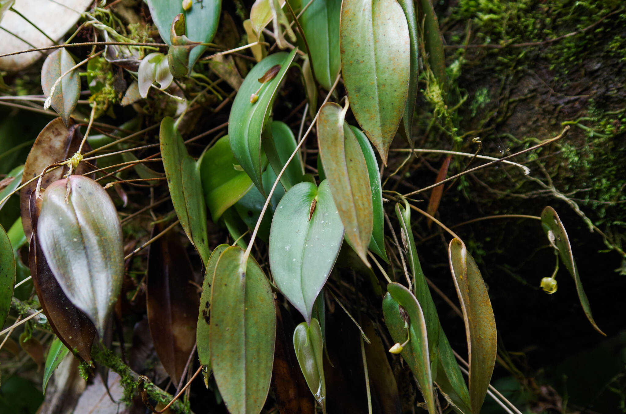 Image of Pleurothallis epiglottis Luer