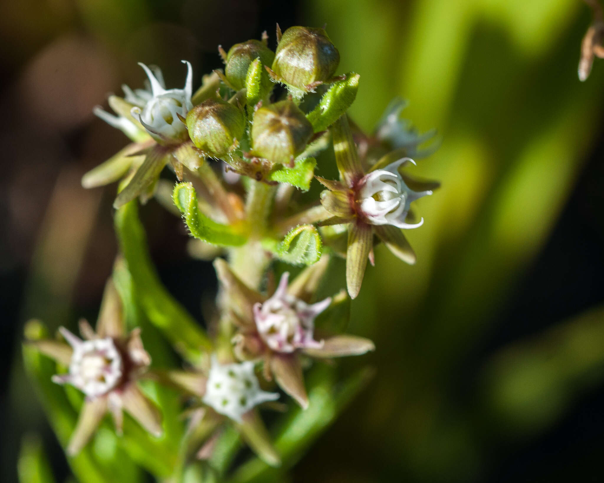 Image of Aspidoglossum heterophyllum E. Mey.