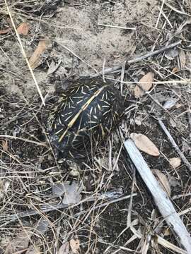 Image of Florida box turtle