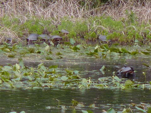 Image of American Red-bellied Turtle