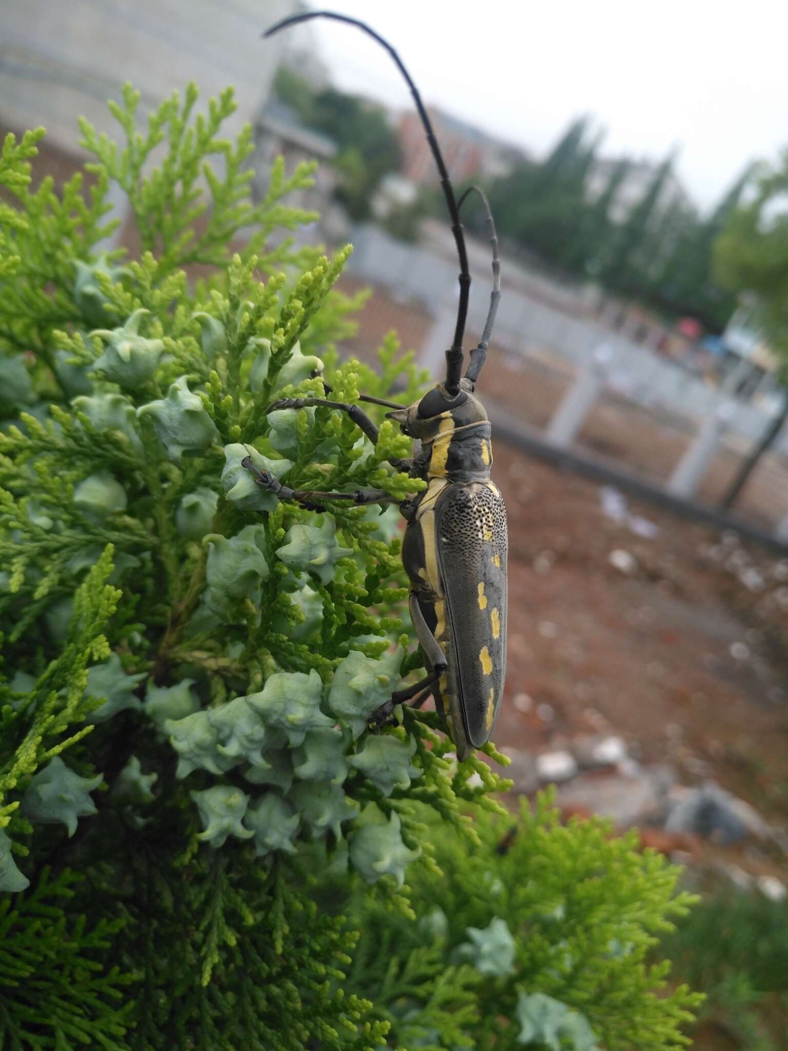 Image of Batocera lineolata Chevrolat 1852