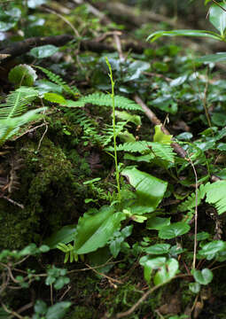 Image of Platanthera florentii Franch. & Sav.