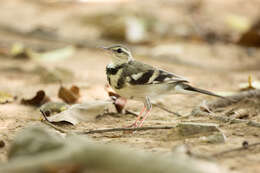 Image of Dendronanthus Blyth 1844