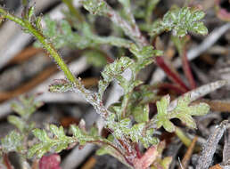 Image of transmontane gilia