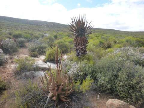 Image of Namaqua Aloe