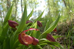 Image of Cypripedium ventricosum Sw.